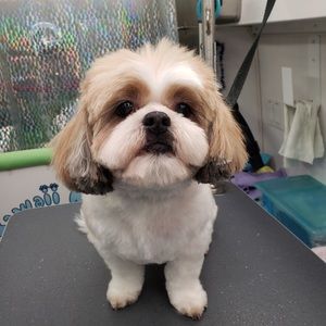 Meet your Posher, Carrie